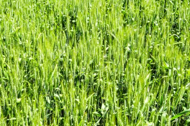 Fabrika görüntüsünü