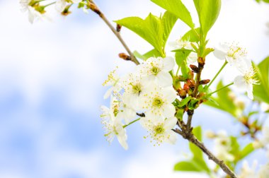 Fabrika görüntüsünü