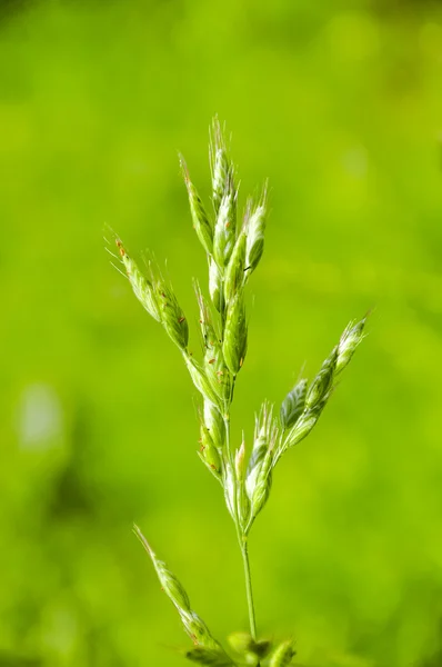 Uma imagem da planta — Fotografia de Stock