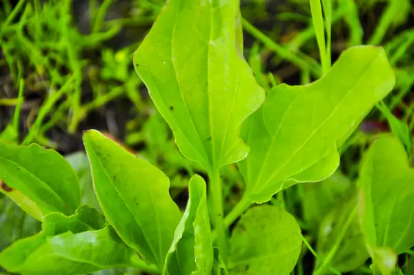 Uma imagem da planta — Fotografia de Stock