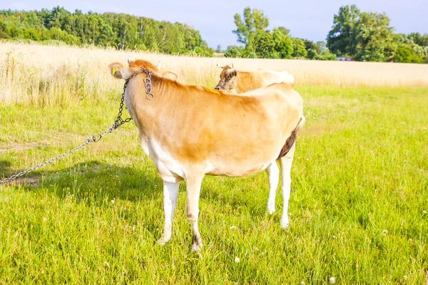 Jersey ineği — Stok fotoğraf
