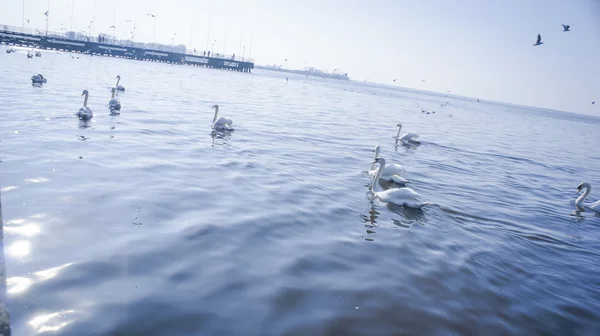 Swan on the lake — Stock Photo, Image