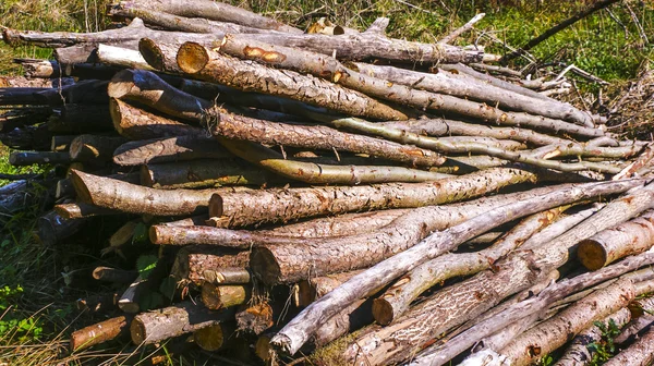 Pilha de madeira na floresta — Fotografia de Stock