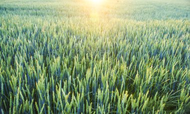 Fabrika görüntüsünü