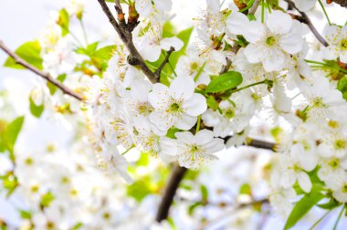 Fabrika görüntüsünü