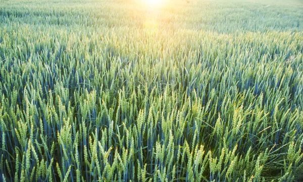 Fabrika görüntüsünü