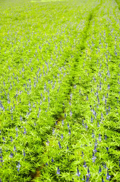 Una imagen de planta — Foto de Stock