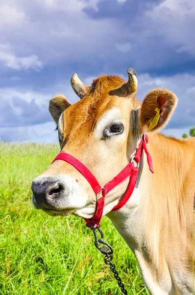 Jersey cow — Stock Photo, Image