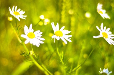 Fabrika görüntüsünü