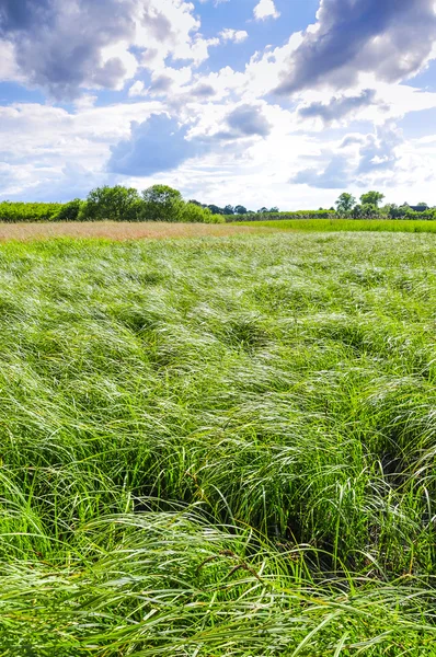 Paisaje durante la primavera — Foto de Stock