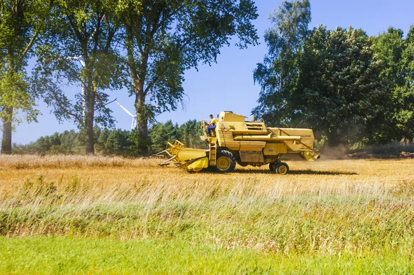 Combine harvesting corn — Stock Photo, Image