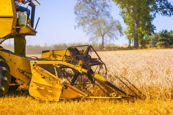 Combine harvesting corn — Stock Photo, Image