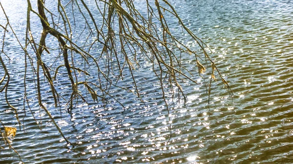 Deich im Wald — Stockfoto