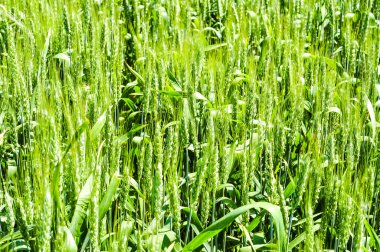 Fabrika görüntüsünü