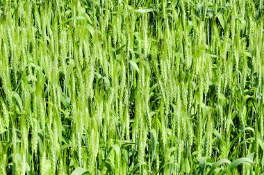 Fabrika görüntüsünü