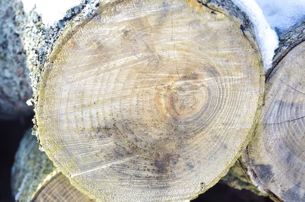Mucchio di legno nella foresta — Foto Stock