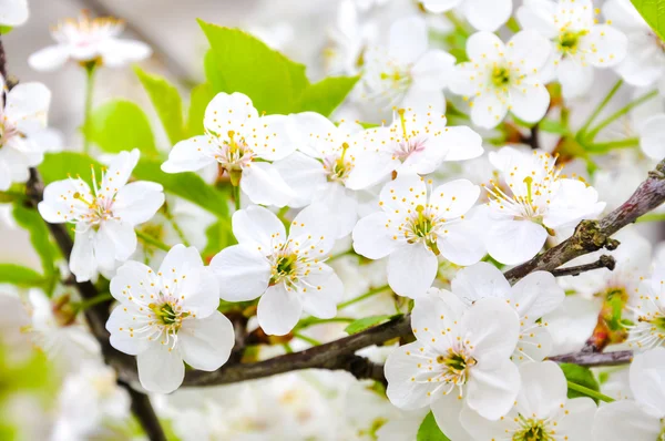 Fabrika görüntüsünü