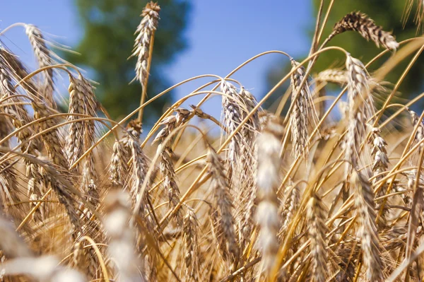 An image of plant — Stock Photo, Image