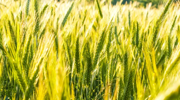 Fabrika görüntüsünü