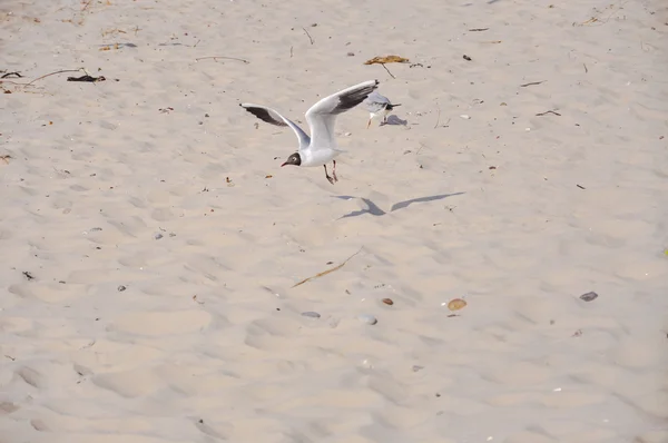 Seagull on the beach — Stock Photo, Image