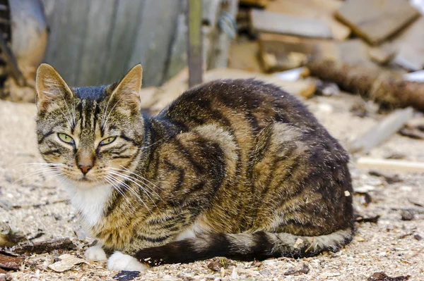 Hemlös katt — Stockfoto