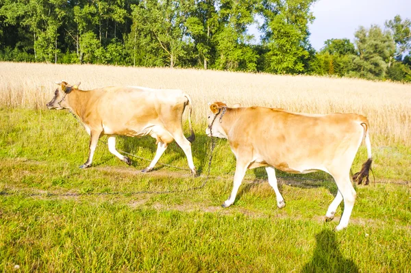 Vaca Jersey — Fotografia de Stock