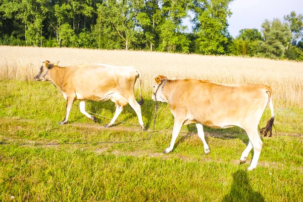 Krowa Jersey — Zdjęcie stockowe