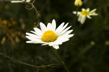 Fabrika görüntüsünü