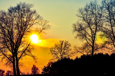 sabah yapraklara ile orman