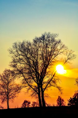 sabah yapraklara ile orman