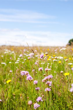 çayırlar üzerinde mor çiçekler