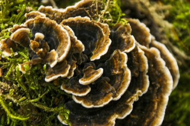 Fabrika görüntüsünü