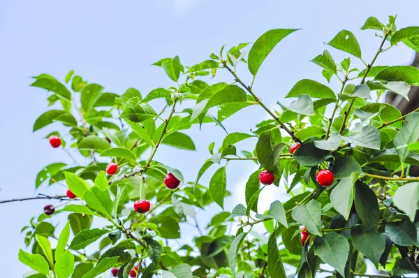 An image of plant — Stock Photo, Image