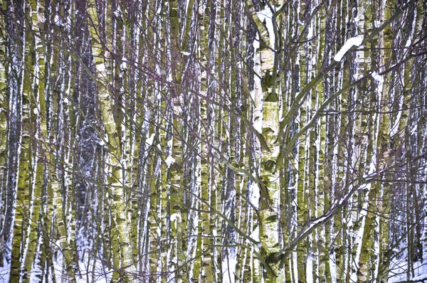 Paisagem durante a primavera — Fotografia de Stock