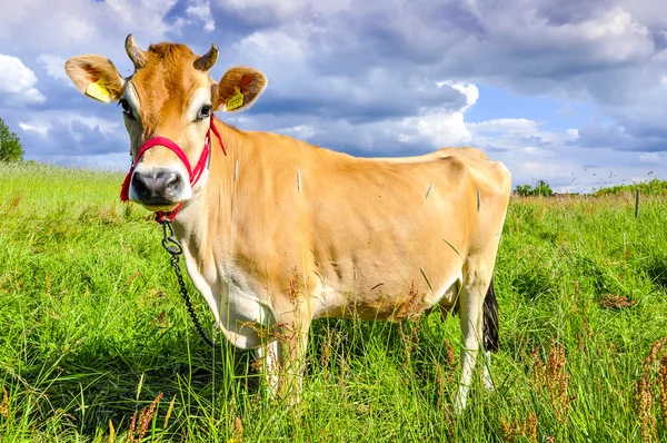 Jersey cow — Stock Photo, Image