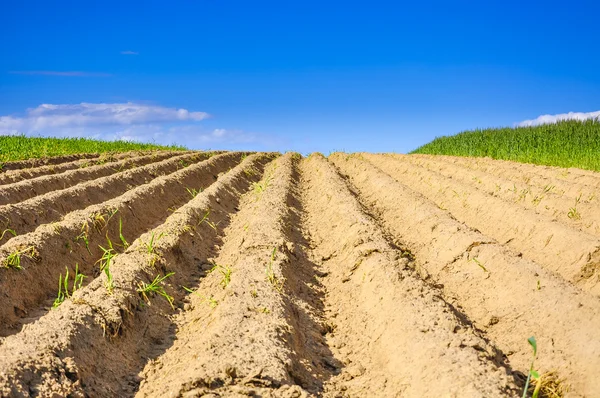 Una imagen de planta — Foto de Stock