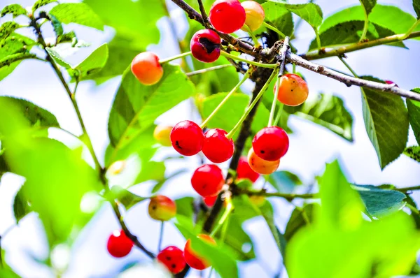 Czerwone owoce wiśni — Zdjęcie stockowe
