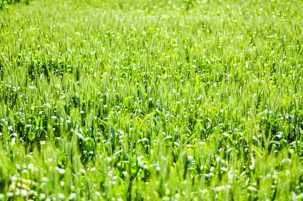 Uma imagem da planta — Fotografia de Stock