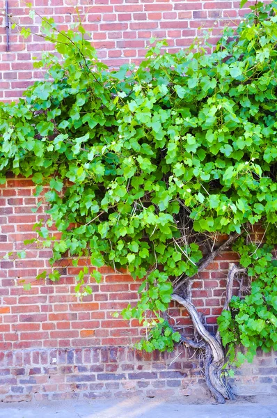 Druivenmost wijn op bakstenen muur — Stockfoto