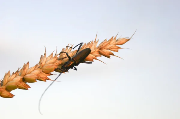 小麦の穂に昆虫 — ストック写真