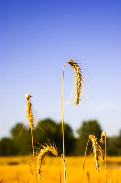 An image of plant — Stock Photo, Image