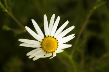 Fabrika görüntüsünü