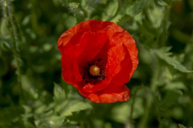 Kırmızı gelincik çiçeği