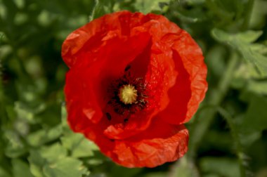 Kırmızı gelincik çiçeği