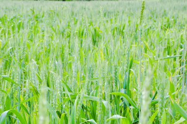 Fabrika görüntüsünü