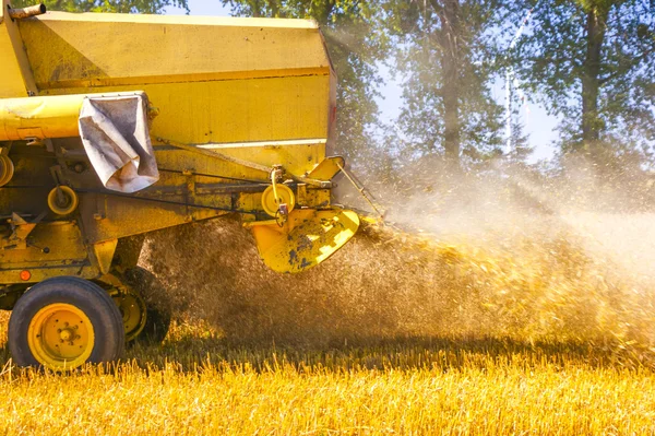 Combine harvesting corn — Stock Photo, Image