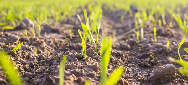 Una imagen de planta — Foto de Stock