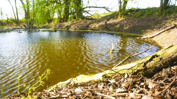 Dike in the forest — Stock Photo, Image