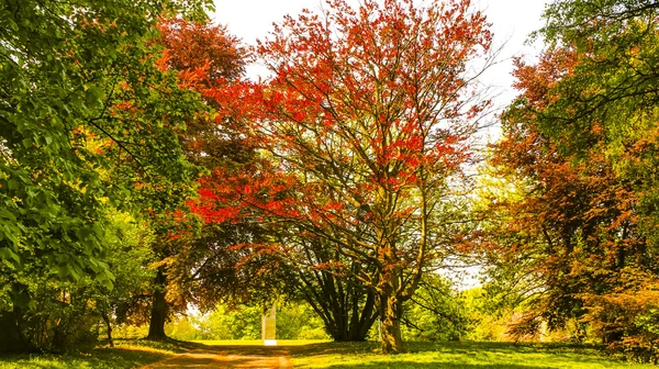 Skogen på morgonen med solstrålar — Stockfoto