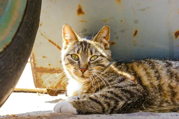 Gato sin hogar —  Fotos de Stock